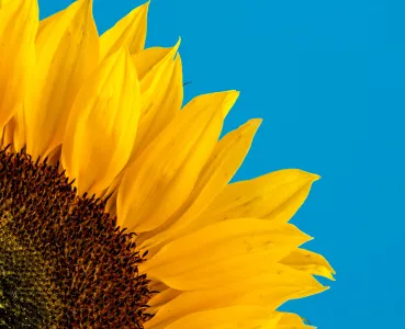 Sunflower by David Travis on Unsplash