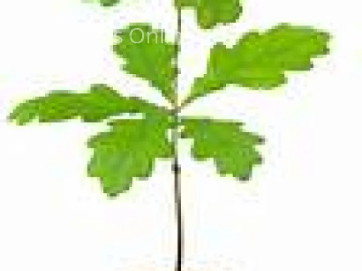Oak tree