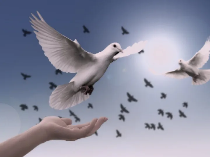 dove-g0d6196c3f_1920