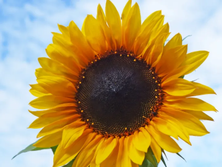 Solo Sunflower