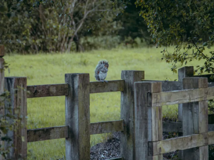 Squirrel on Fence