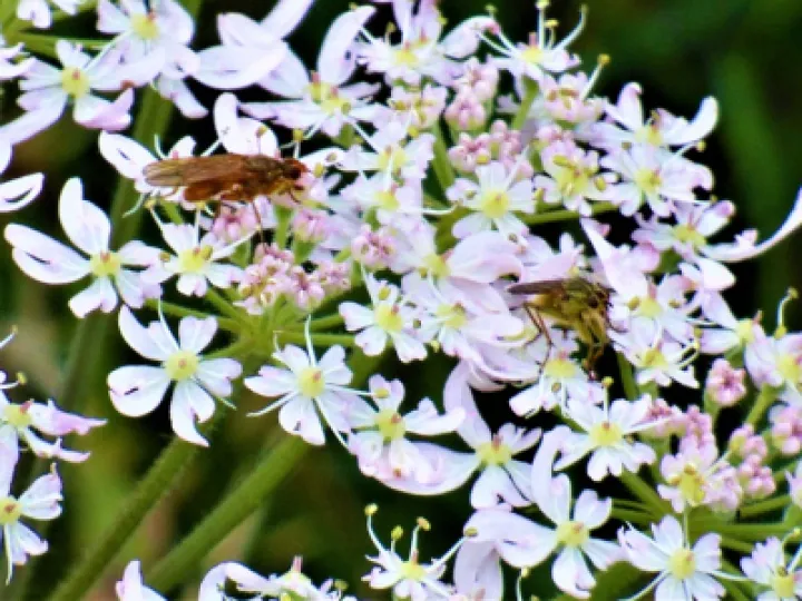 Yarrow 2