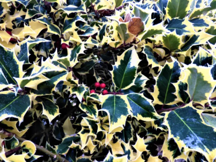 Holly 2
