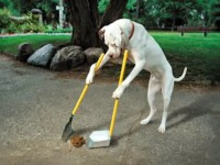Dog Poo 03