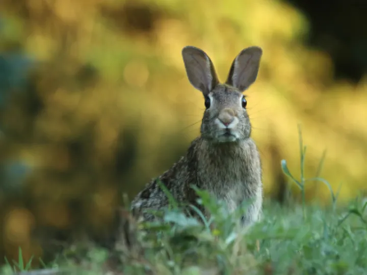 Spring Hare