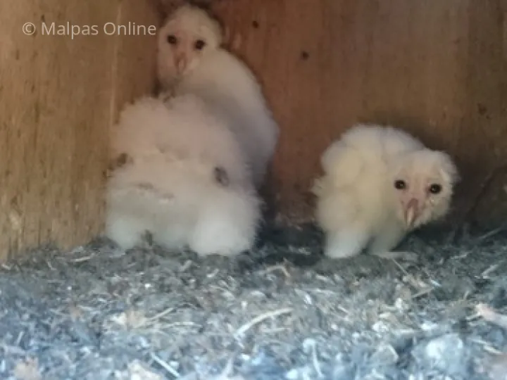 Barn owl 2