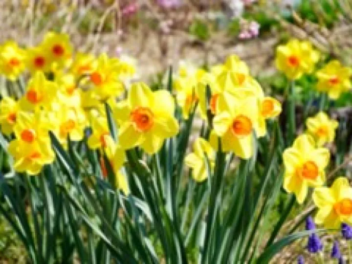 Spring Flowers