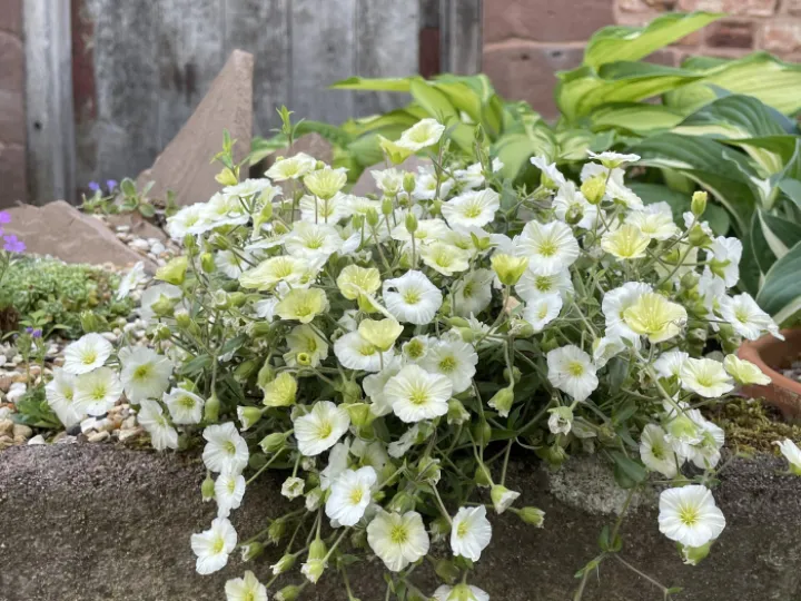 Rock plant