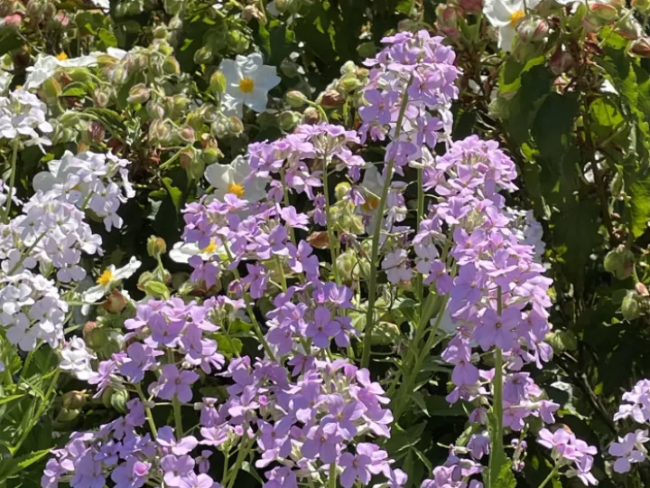 Garden may24