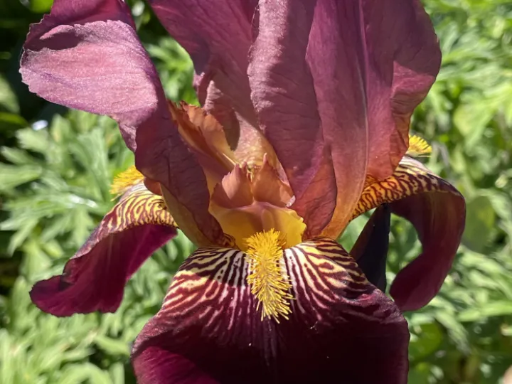 Garden may24