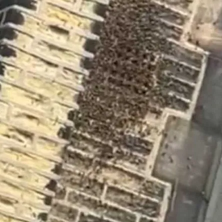 Bees 2