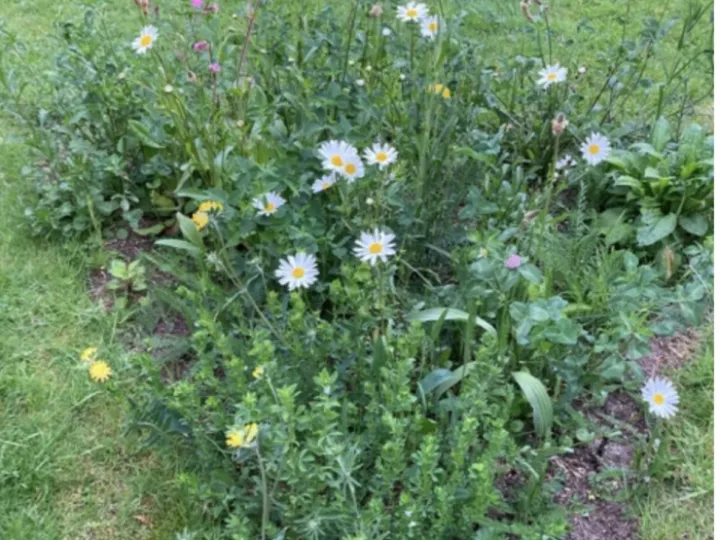 Mini meadows
