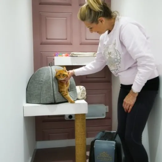 Cats 5