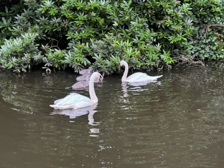 Swans on canal