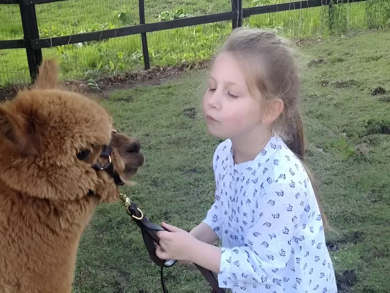 Alpaca Therapy Sessions