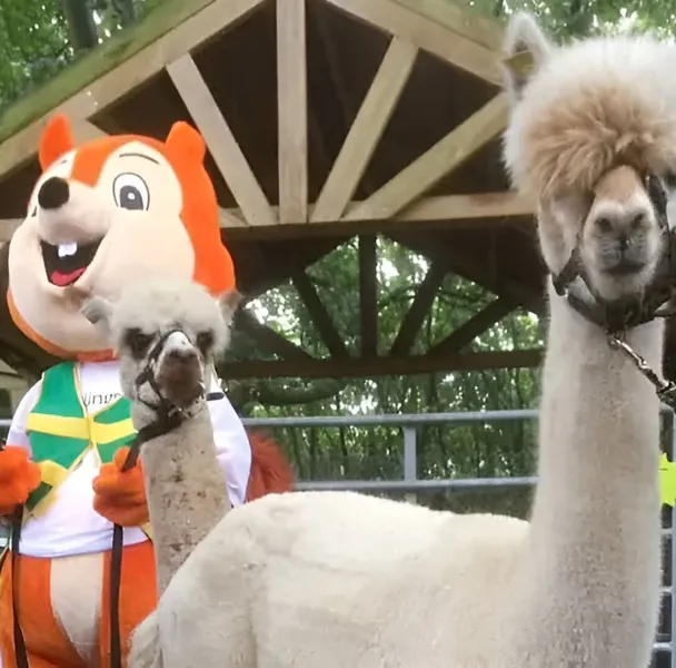 Alpaca Events Promotions 1