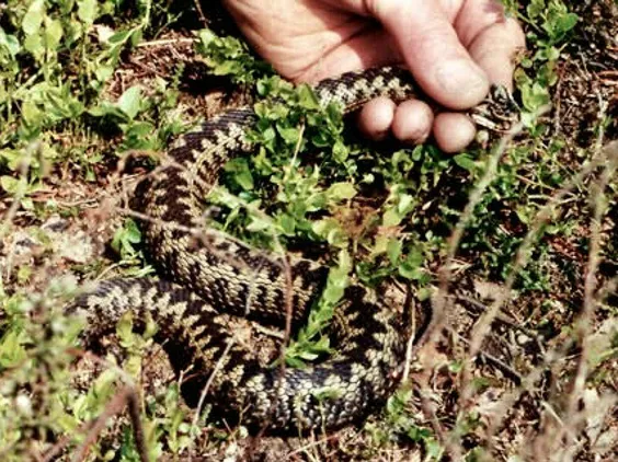 Adder