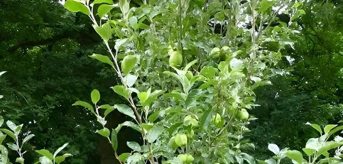 Orchard 1