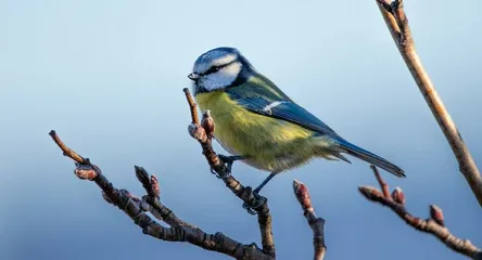 Blue tit, nature, bird
