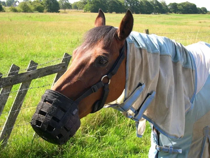 Horse, trees