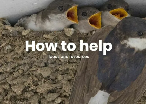 2025-06-09 House Martins & How to Help