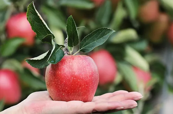 Apple, red, hand, apple plantation, yummy, fruit, vitamins, fresh, nature, healthy, ripe, pome fruit family, orchards, trees, fruit trees, fall, harvest, harvested, give, proffering, to hand over, apple harvest, present, keep, show, offer, apple, apple, a