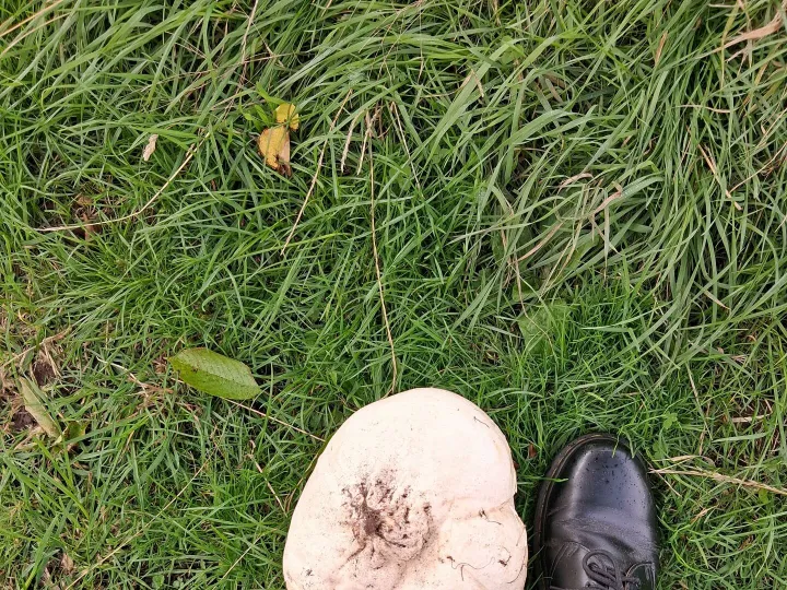 Mushroom