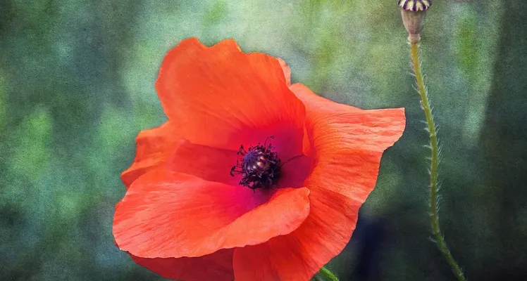Poppy, wildflower, red, remembrance, bright
