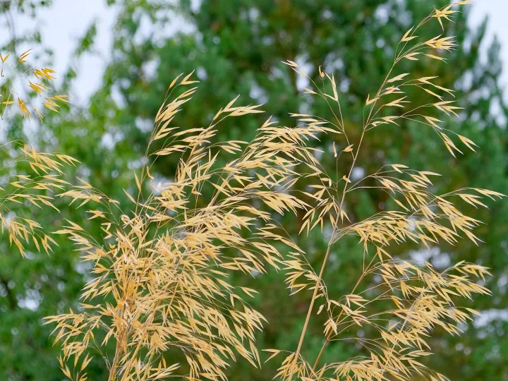 RR Oat Grass F7671