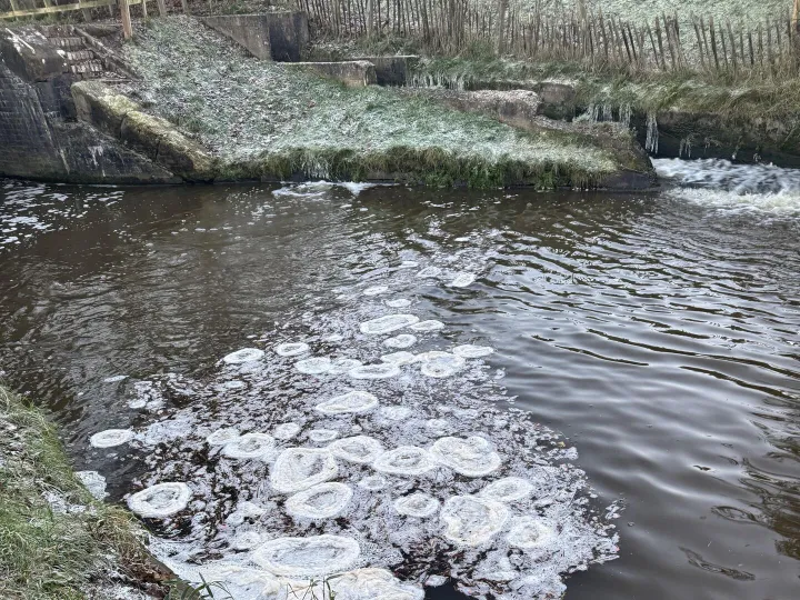 Ice Flowers