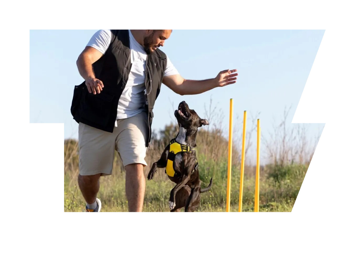 Dog trainer teaching dog to run though obstacles