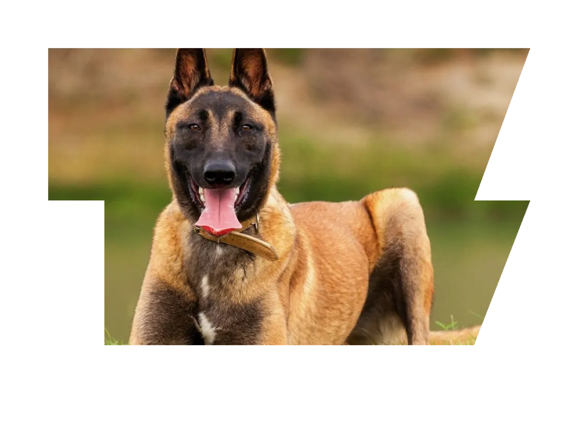 Belgian Malinois Puppy Training