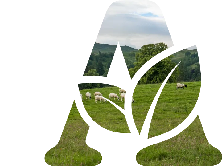 Sheep in a field