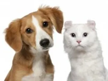 pet-dog-cat