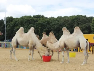 camel
