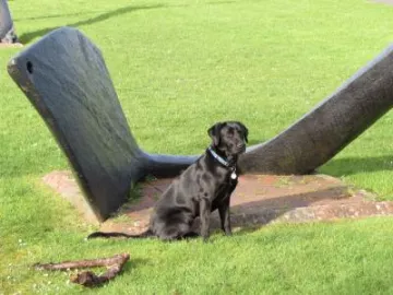 Anchor dog
