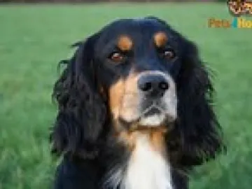 cocker spaniel