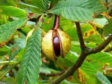 conker tree