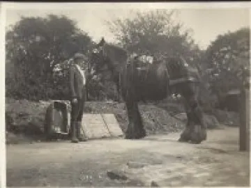 bonnie the cart horse