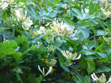 Honeysuckle 3 (1)