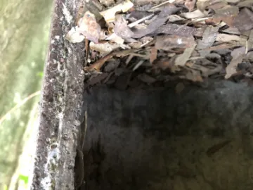 Photo 3 Nuthatch Nesting Material In Great Tit Box