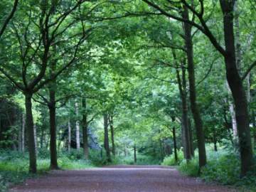 groans-walk-tarvin-woodland