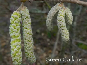 Green hazel Catkins