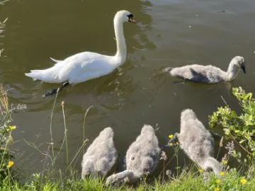Swan and signets