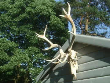Antlers