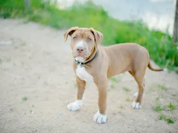 Charming young pitbull dog standing outdoors on a sunny day. Ideal for pet and animal themed imagery.