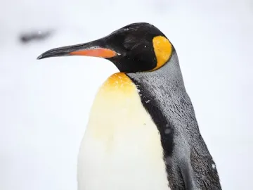 Closeup of the side profile of a king penguin