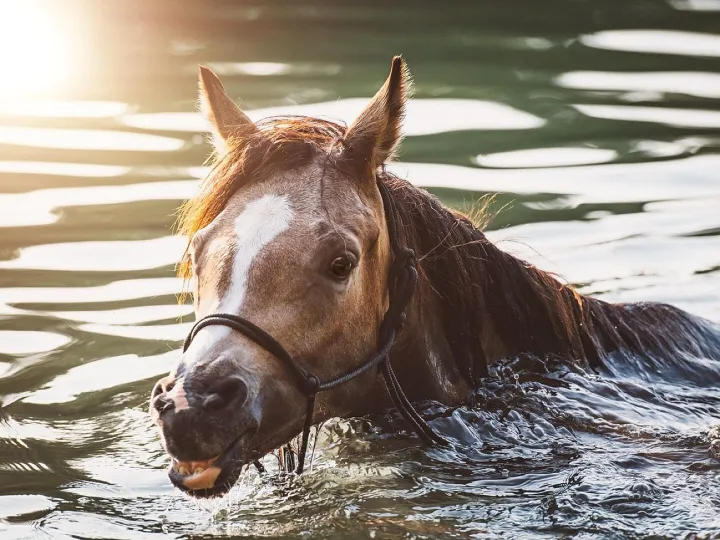 Horse, pony, lake, water, swim, nature, foal