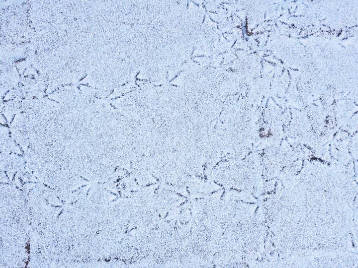 RR Making Tracks S02698