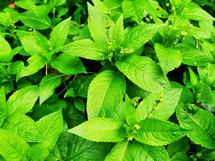 Dog'S Mercury